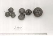Click for 1 image(s) for this accession. FRUIT